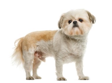 Beyaz arkaplan önünde shih tzu