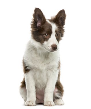 beyaz arkaplan önünde kenarlık çoban köpeği
