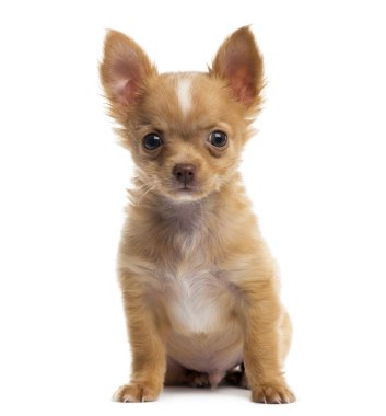 Beyaz arka planda bir chihuahua köpek yavrusu