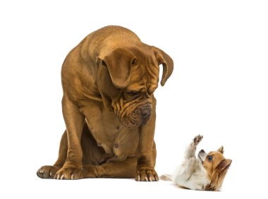 Dogue de oturan ve bir Chihuahua önüne bakarak Bordeaux