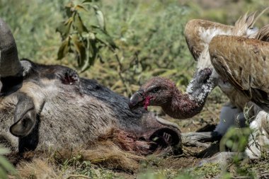 Ruppells yeme, Serengeti, Tanzanya akbaba