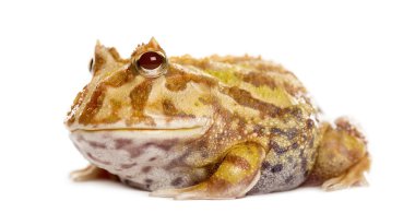 Arjantinli boynuzlu kurbağa üzerinde beyaz izole, ceratophrys ornata,