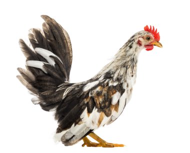 Bantam hen in front of a white background clipart