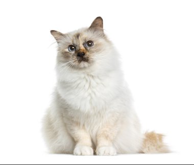 Birman (4 yaşında) beyaz bir arka plan önünde oturan