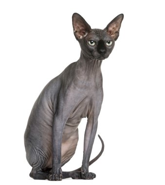 Beyaz arka plan önünde Sphynx (2 yaşında)
