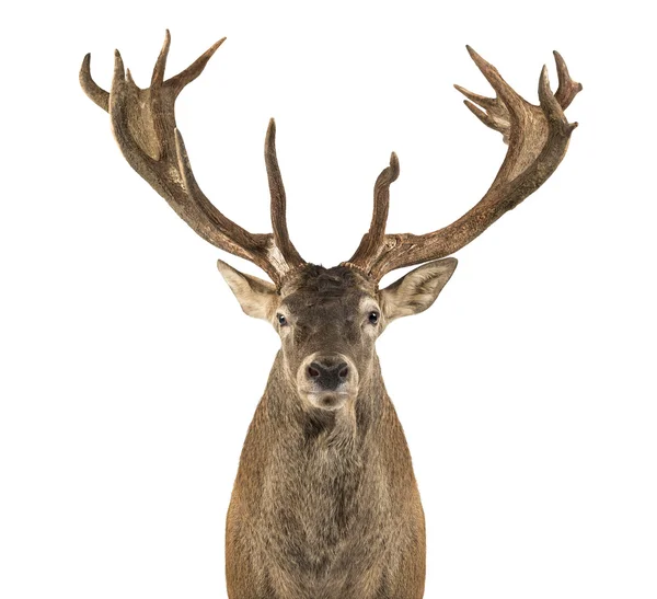 Close-up of a Red deer stag in front of a white background — Stock Photo, Image