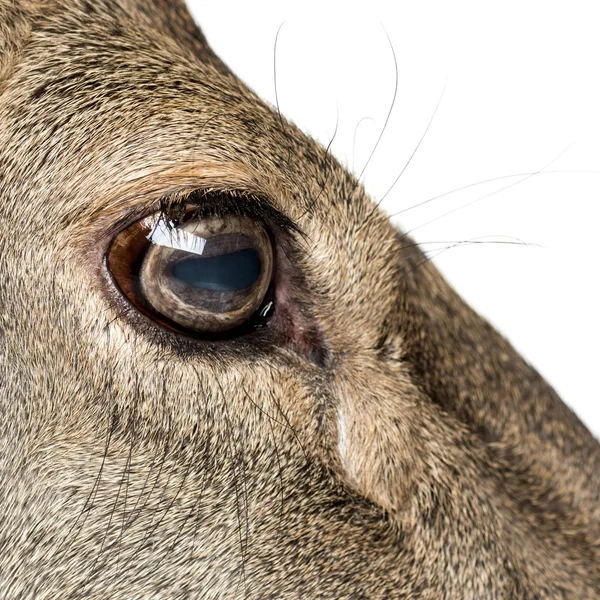 Close-up no olho de um veado vermelho fêmea na frente de um bac branco — Fotografia de Stock