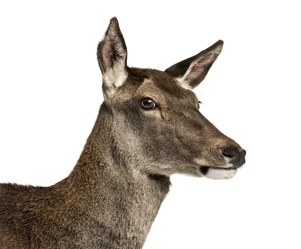 Dişi kırmızı geyik beyaz arka plan önünde Close-Up — Stok fotoğraf