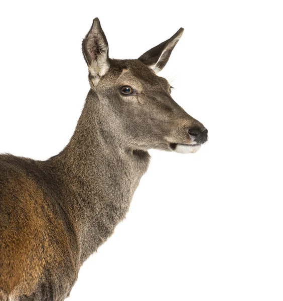 Nahaufnahme eines weiblichen Rothirsches vor weißem Hintergrund — Stockfoto