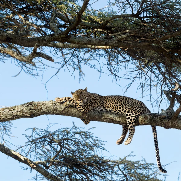 Lampart spoczywa na oddział, Serengeti, Tanzania — Zdjęcie stockowe