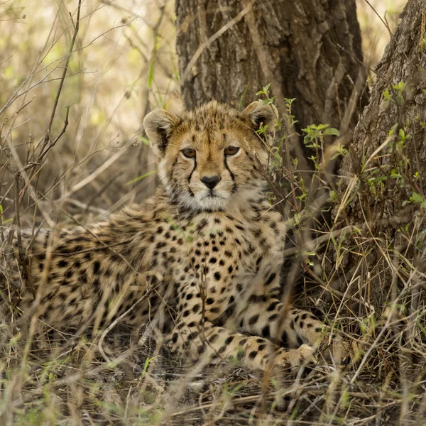 Close-up de uma jovem chita, Serengeti, Tanzânia — Fotografia de Stock