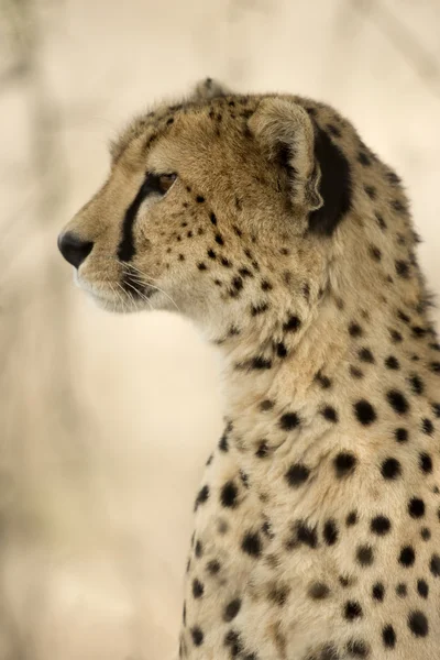 Μεγέθυνση του ένα τσιτάχ, Serengeti στην Τανζανία — Φωτογραφία Αρχείου