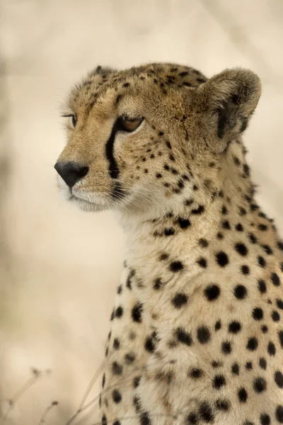 Närbild av en gepard, Serengeti, Tanzania — Stockfoto