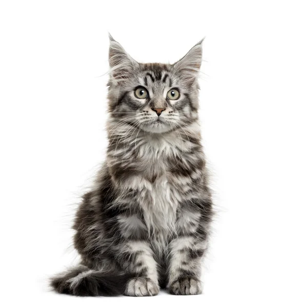 Maine coon gatito en frente de blanco fondo — Foto de Stock