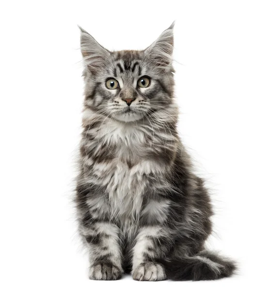Maine coon kitten in de voorkant van witte achtergrond — Stockfoto