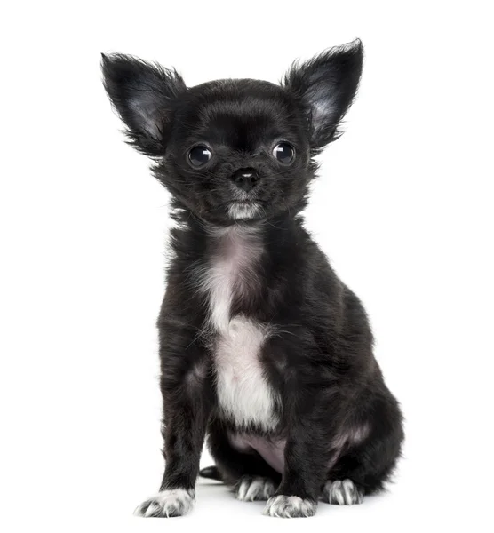 Chihuahua framför vit bakgrund — Stockfoto