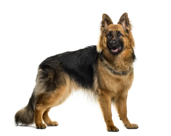 German shepherd in front of white background — Stock Photo, Image