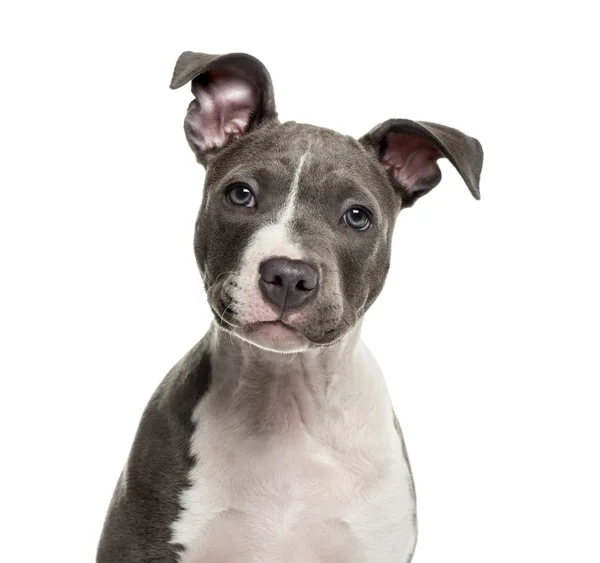 Amerikaans personeel puppy voor witte achtergrond — Stockfoto