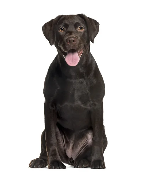Labrador vor weißem Hintergrund — Stockfoto