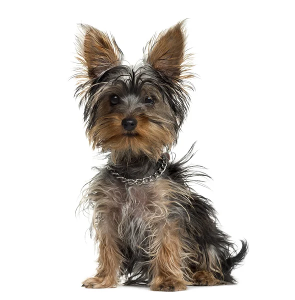 Yorkshire terrier voor witte achtergrond — Stockfoto