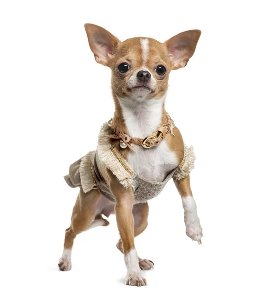 Chihuahua delante de fondo blanco — Foto de Stock