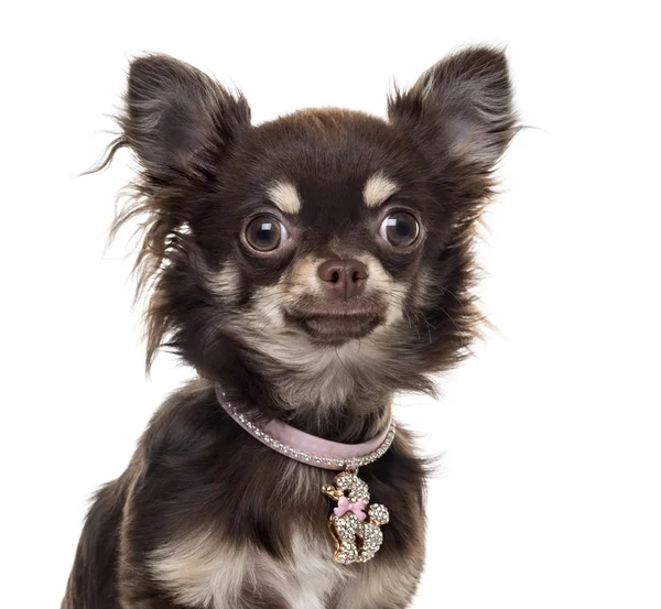 Chihuahuain vor weißem Hintergrund — Stockfoto