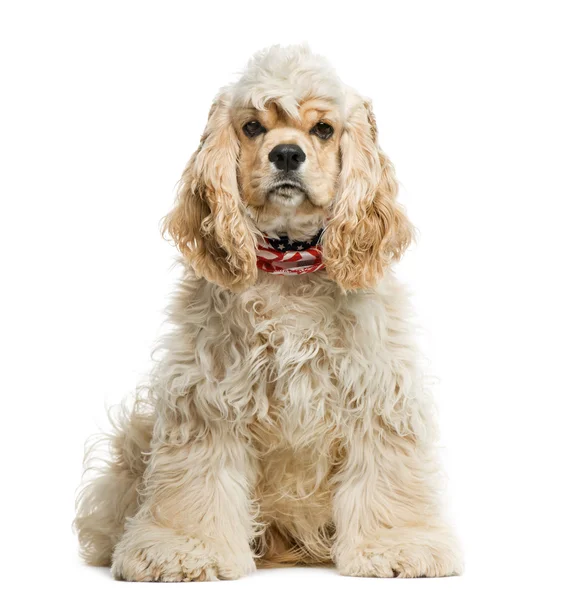 American cocker spaniel in front of white background — Stock Photo, Image