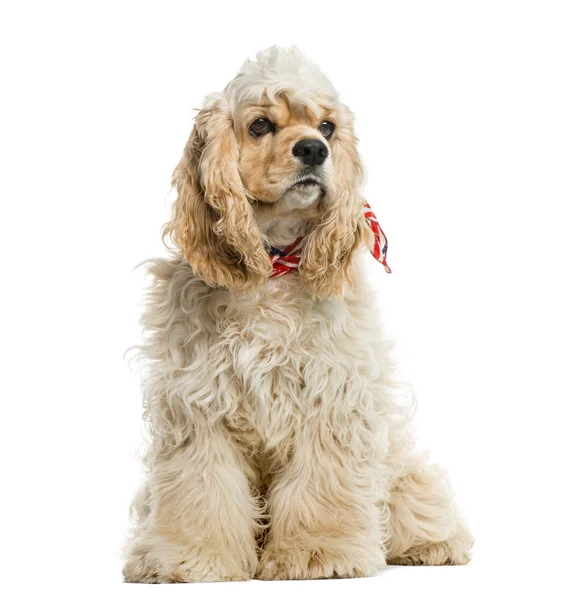 American cocker spaniel in front of white background — Stock Photo, Image