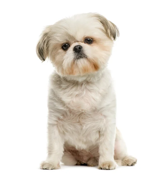 Shih tzu davanti a sfondo bianco — Foto Stock