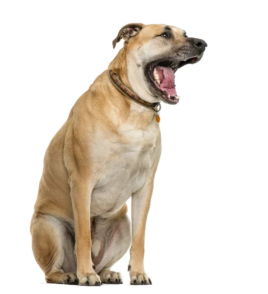 Perro cruzado bostezando delante de fondo blanco — Foto de Stock