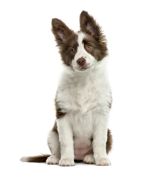 Frontière collie en face de fond blanc — Photo