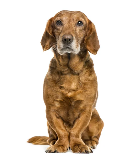 Mischlingshund vor weißem Hintergrund — Stockfoto