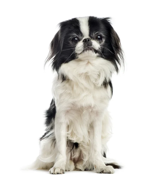 Chihuahua frente a un fondo blanco —  Fotos de Stock