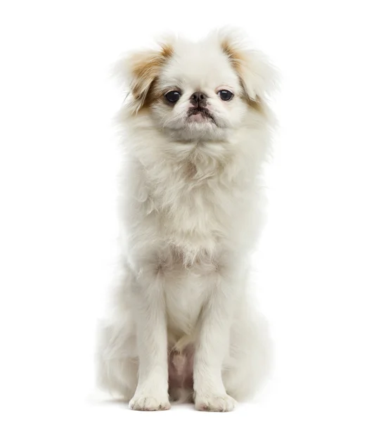 Japanese Chin in front of a white background — Stock Photo, Image