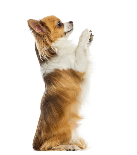 Chihuahua begging in front of a white background — Stock Photo, Image