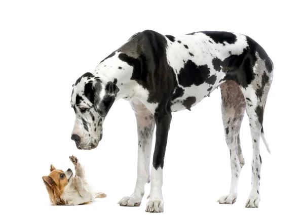 Grande dinamarquês olhando para um Chihuahua na frente de um fundo branco — Fotografia de Stock