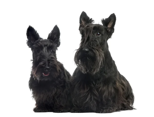 Two Scottish Terriers sitting in front of a white background — Stock Photo, Image