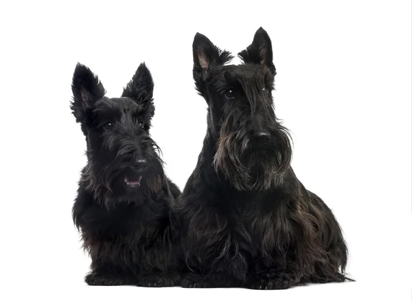 Dos Terriers escoceses sentados frente a un fondo blanco — Foto de Stock