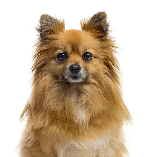 Close-up de um Chihuahua na frente de um fundo branco — Fotografia de Stock