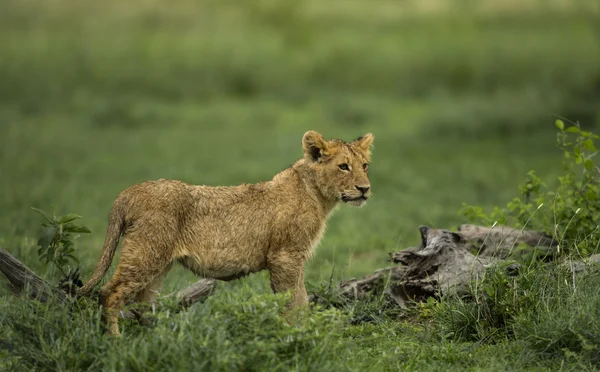 Cub όρθιο λιοντάρι, Serengeti στην Τανζανία — Φωτογραφία Αρχείου