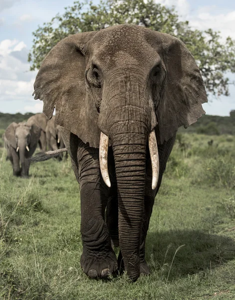 Olifant geconfronteerd, Serengeti, Tanzania — Stockfoto