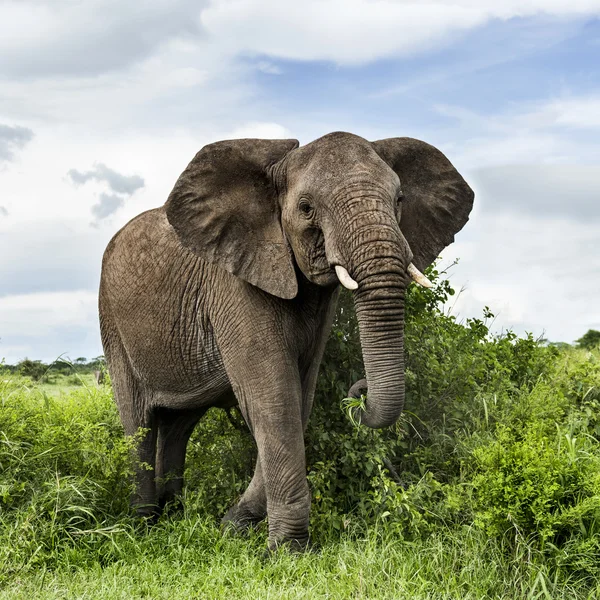 大象走路，坦桑尼亚的塞伦盖蒂 — 图库照片