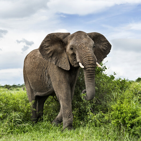 Ходьба слонов, Серенгети, Танзания
