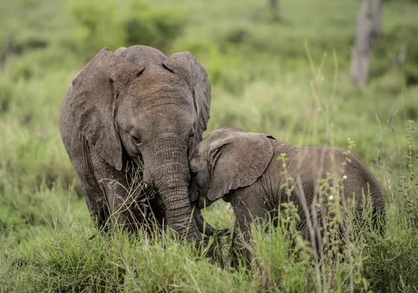 Unga elefanter krama, Serengeti, Tanzania — Stockfoto