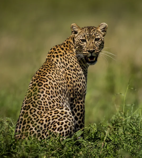 Leopard sitting, Serengeti, Tanzania — Stock Photo, Image