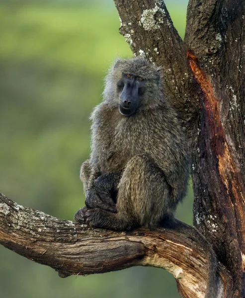 Baboon sitting on a branch, Serengeti, Tanzania — Stock Photo, Image