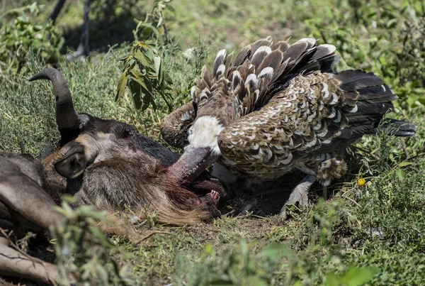Ruppells Vulture eating, Serengeti, Tanzania — Stock Photo, Image