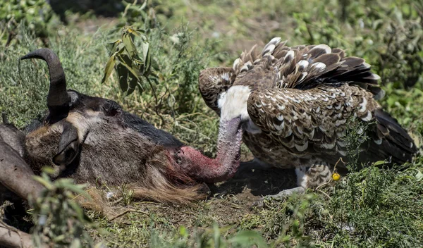 Ruppells Vulture eating, Serengeti, Tanzania — Stock Photo, Image