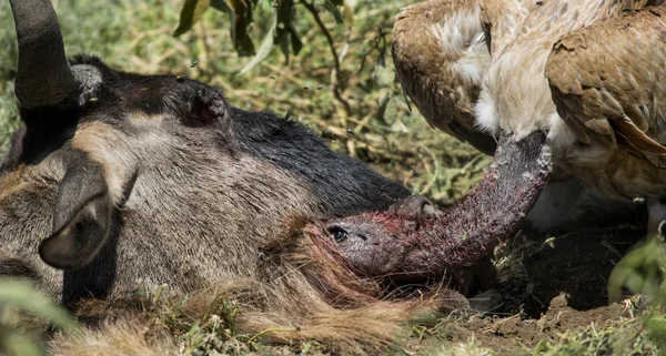 Ruppells Buitre comiendo, Serengeti, Tanzania — Foto de Stock