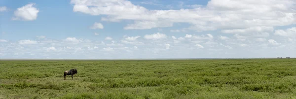 Gnus solitários na savana, Serengeti, Tanzânia — Fotografia de Stock